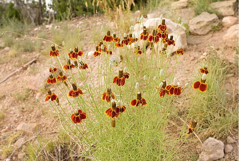 Mexican Hat Flower Seeds: Heirloom Prairie Coneflower, Native Wildflower image 4