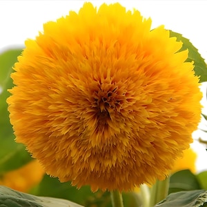 Teddy Bear Heirloom Sunflower Seeds
