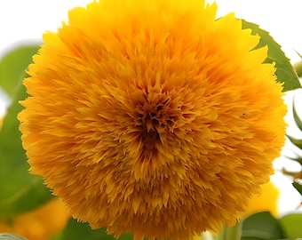 Teddy Bear Heirloom Sunflower Seeds