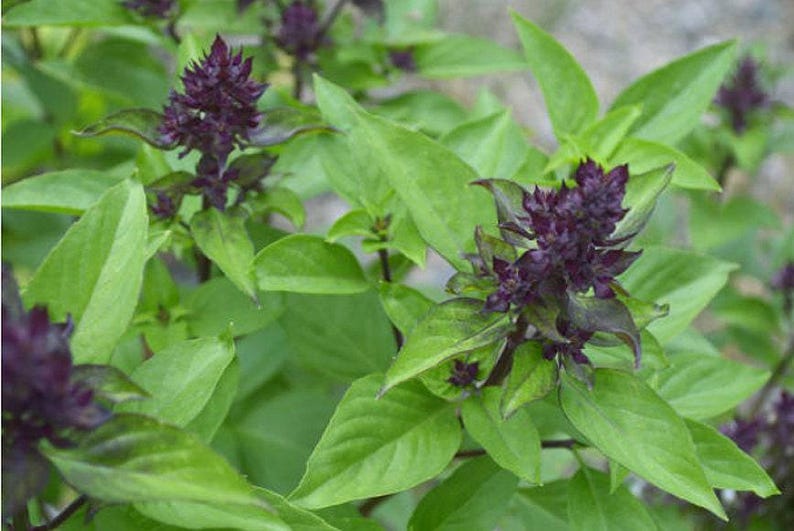 NimbleNitecap Thai Basil Seeds - Thumbnail 3