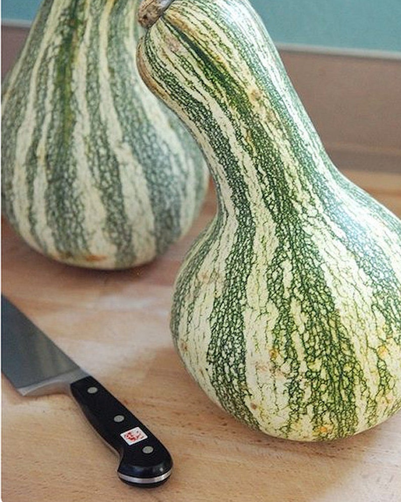 Heirloom Cushaw Vegetable Seed Garden Organic Green Striped Etsy