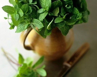 Heirloom Lemon Balm Herb Seed Garden Organic Non Gmo Container Friendly
