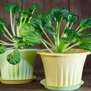 Heirloom Rosette Tatsoi Bok Choy Seeds