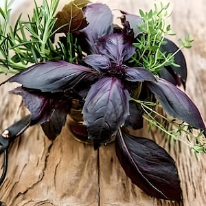 May include: A close-up of a bunch of fresh herbs, including purple basil, rosemary, and thyme. The herbs are arranged in a rustic wooden bowl.