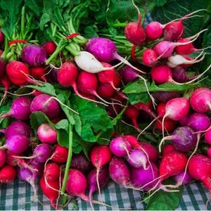 Easter Egg Heirloom Radish Seeds - Organic, Non-GMO