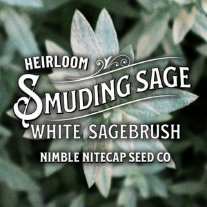 Smudging Sage Heirloom Wildflower Seeds - Prairie Sage (Artemisia ludoviciana)