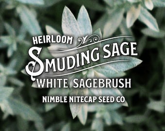 Smudging Sage Heirloom Wildflower Seeds - Prairie Sage (Artemisia ludoviciana)