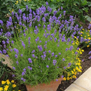 Heirloom Lavender Herb Flower Seed Garden Organic Non Gmo Vera English image 2