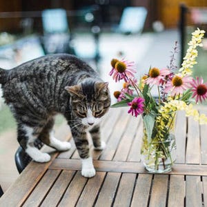 Heirloom Echinacea Purple Coneflower Seeds afbeelding 5