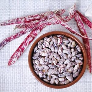 Heirloom French Horticultural Half Runner Bean Seeds - Organic, Non-GMO Bild 8