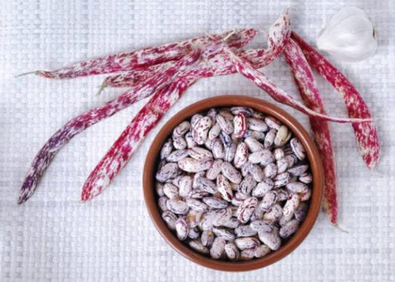 Heirloom French Horticultural Half Runner Bean Seeds - Organic, Non-GMO Bild 8
