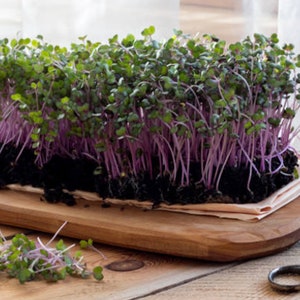 Izzie's Blend Microgreen Mix 500+ Seeds, Micro Green Sprouts, Heirloom Container Gardening, Non-GMO