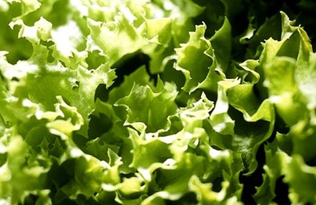 Heirloom Escarole Endive Vegetable Seed Garden Organic Non Gmo Etsy