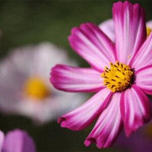 Picotee Cosmos Heirloom Flower Seeds image 4