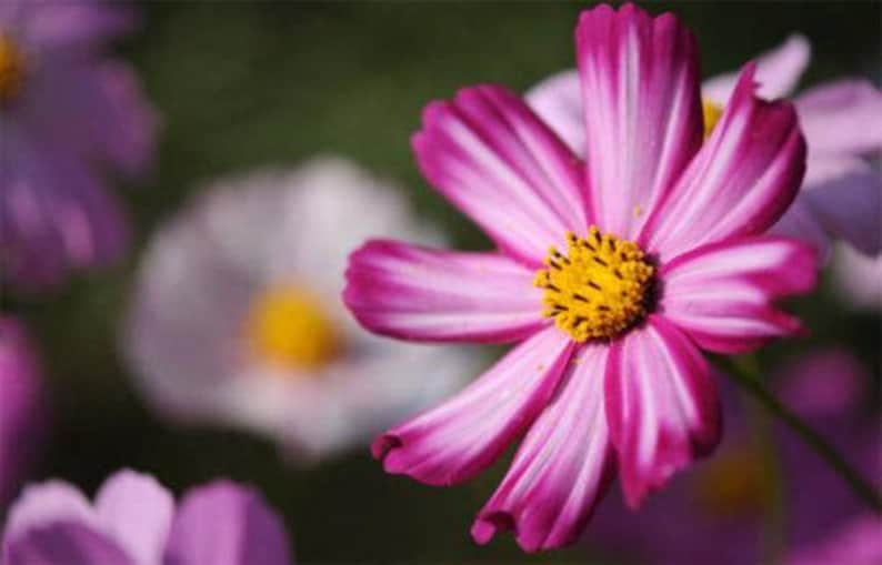 Picotee Cosmos Heirloom Flower Seeds image 4