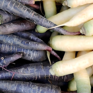 Heirloom Monochrome Mix Carrot Seeds - Organic, Non-GMO