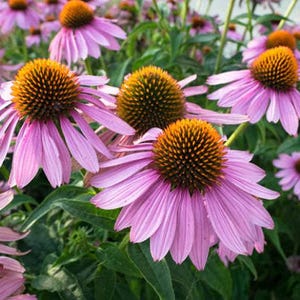 Heirloom Echinacea Purple Coneflower Seeds afbeelding 6