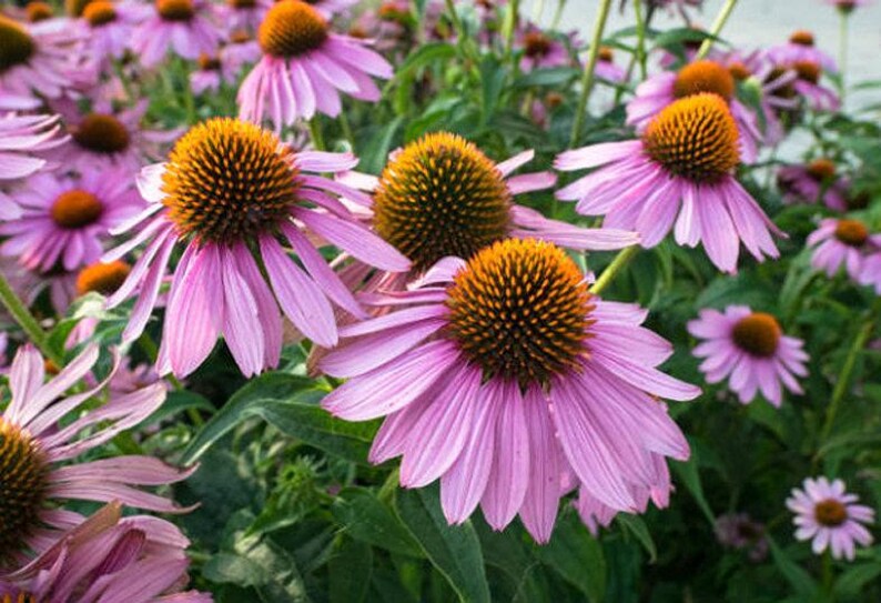 Heirloom Echinacea Purple Coneflower Seeds afbeelding 6
