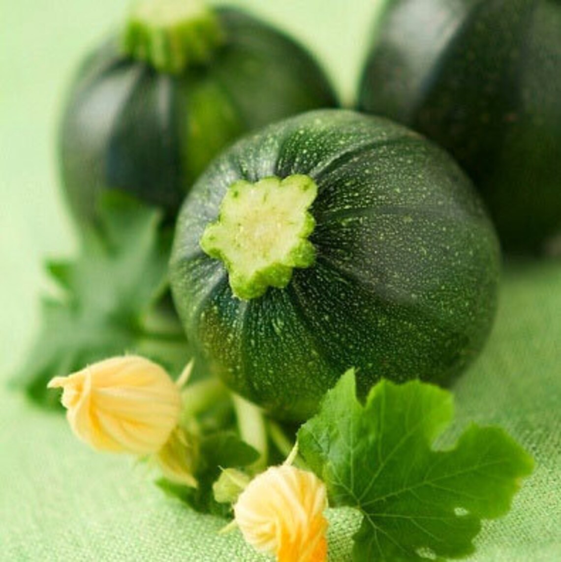 Heirloom Round Zucchini Squash Seeds Vegetable Garden Organic Etsy UK