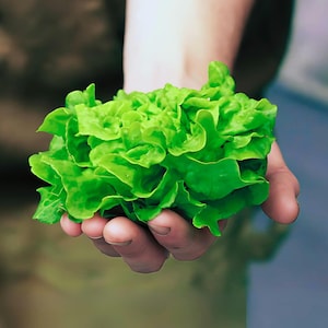 May include: A hand holding a bunch of fresh green lettuce.
