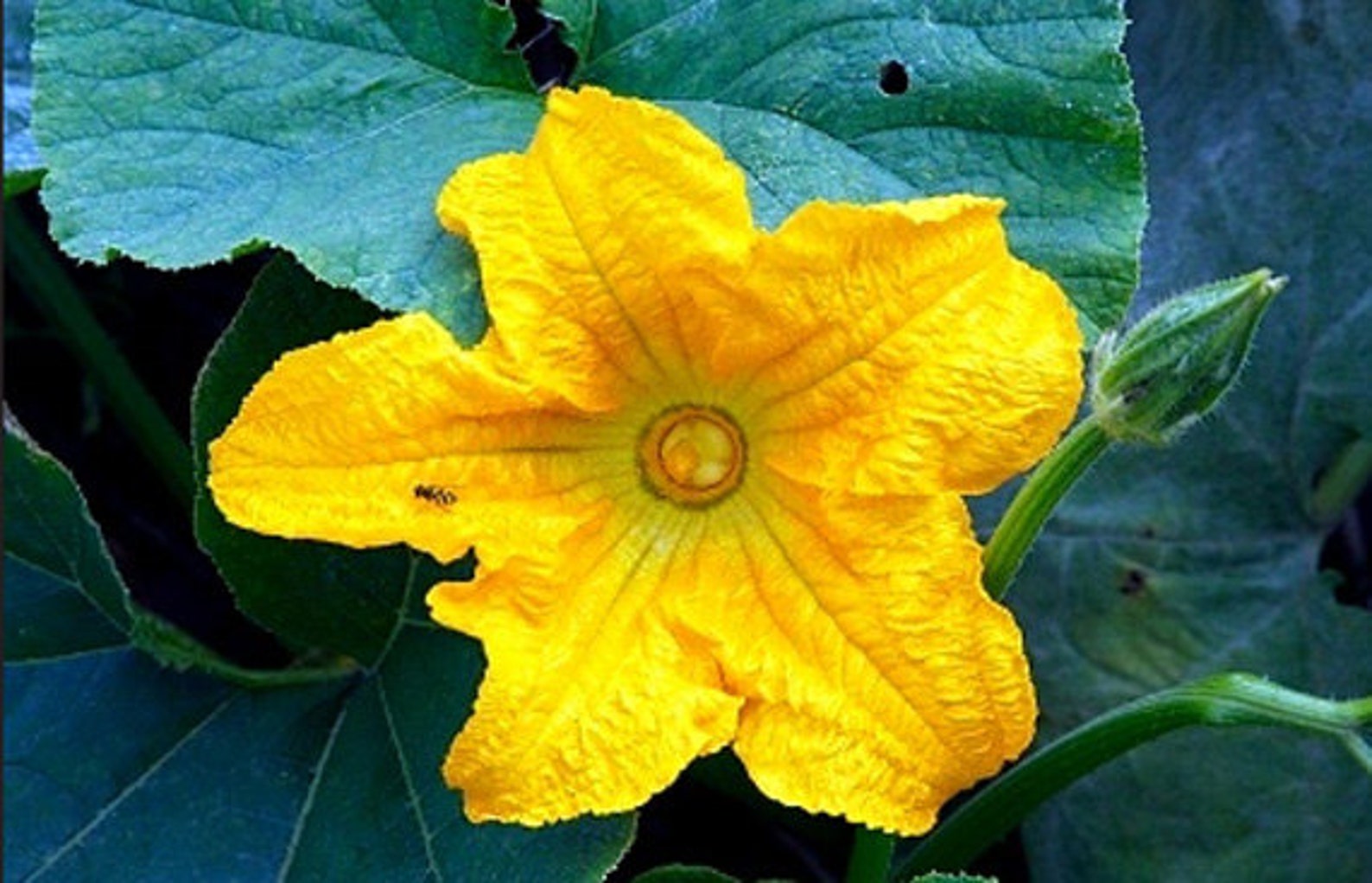 Heirloom Buttercup Winter Squash Seeds Vegetable Garden Etsy