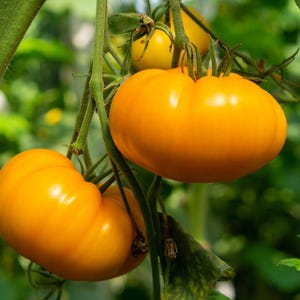May include: Close-up of three yellow tomatoes growing on a vine. The tomatoes are ripe and have a smooth, glossy skin.