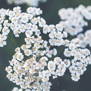 Western White Yarrow Heirloom Native Wildflower Seeds image 9