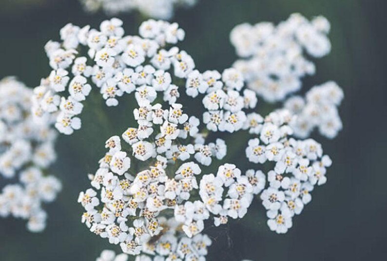 Western White Yarrow Heirloom Native Wildflower Seeds image 9