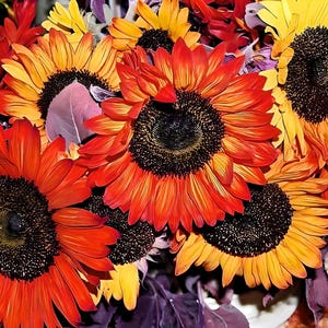 Autumn Beauty Sunflower Heirloom Seeds - Organic, Non-GMO