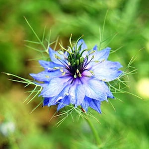 Heirloom Love-in-a-Mist Nigella Flower Seed Organic Non Gmo Garden damascena Love In A Mist Purple Blue