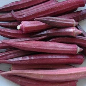 Okra Red Burgundy Heirloom Seeds - Heat Tolerant, Early Harvest, High Yield, Organic, Non-GMO