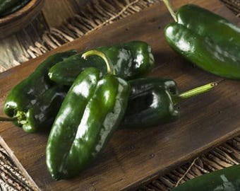 Poblano Ancho Hot Pepper Heirloom Seeds