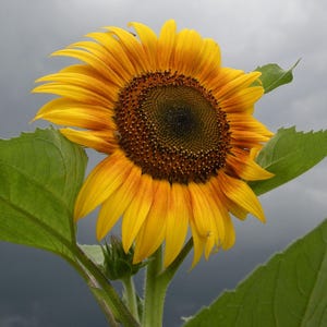 Mammoth Grey Stripe Sunflower Seeds: Heirloom, Non-GMO
