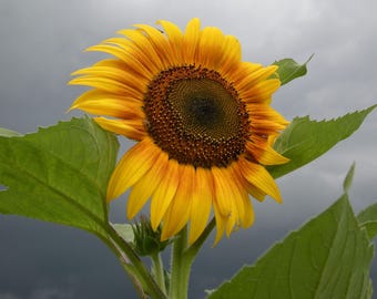 Mammoth Grey Stripe Sunflower Seeds: Heirloom, Non-GMO