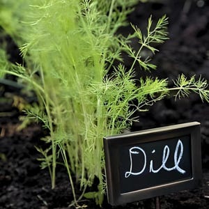 Bouquet Dill Heirloom Herb Seeds - Swallowtail Butterfly Host Plant, Organic, Non-GMO