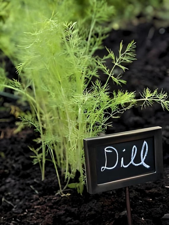 Bouquet Dill Heirloom Herb Seeds - Swallowtail Butterfly Host Plant, Organic, Non-GMO