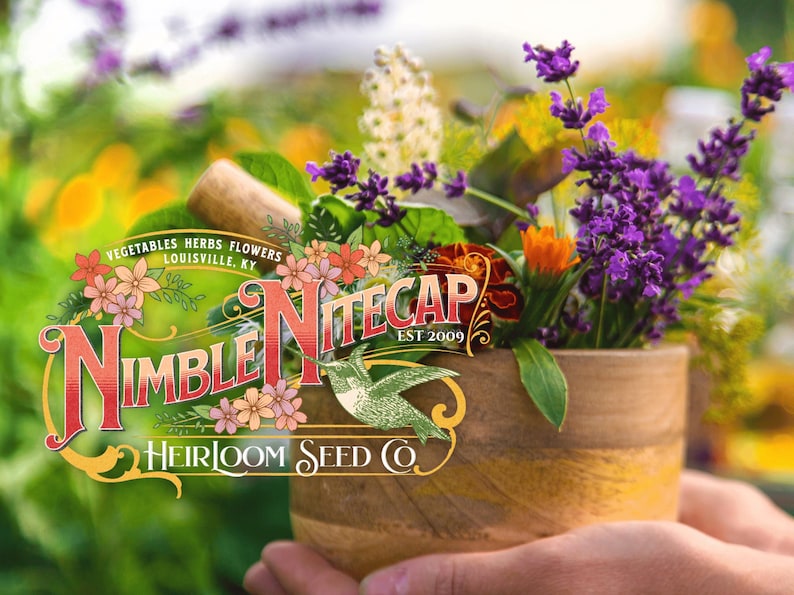 Honesty Plant Seeds: Silver Dollar, Purple Flowers, Heirloom Lunaria image 9