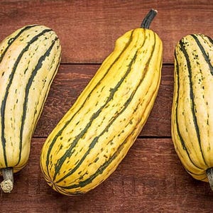 Delicata Heirloom Winter Squash Seeds