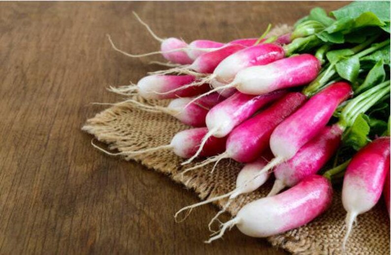 French Breakfast Heirloom Radish Seeds - Organic, Non-GMO image 4