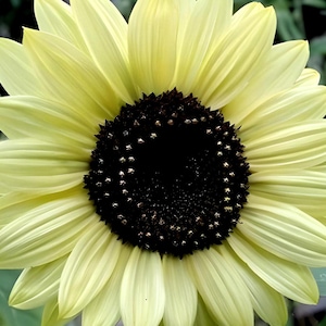 Lemon Queen Sunflower Heirloom Seeds