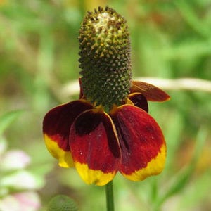 Mexican Hat Flower Seeds: Heirloom Prairie Coneflower, Native Wildflower image 7
