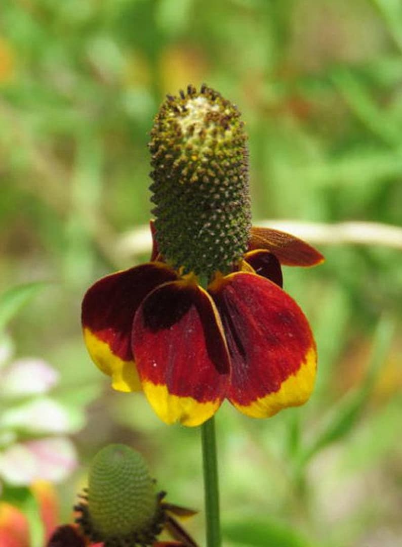 Mexican Hat Flower Seeds: Heirloom Prairie Coneflower, Native Wildflower image 7