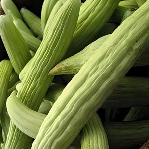 Armenian Heirloom Cucumber Seeds - Yard Long Cucumber, Serpent Melon, Heat Tolerant, Organic, Non-GMO
