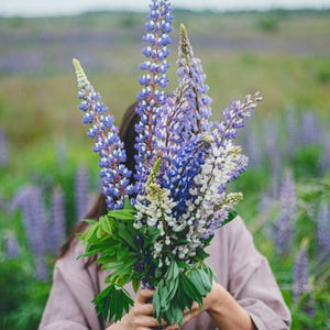 Izzie's Cut Flower Blend Heirloom Wildflower Seeds, Perennial & Annual Pollinator Mix image 10