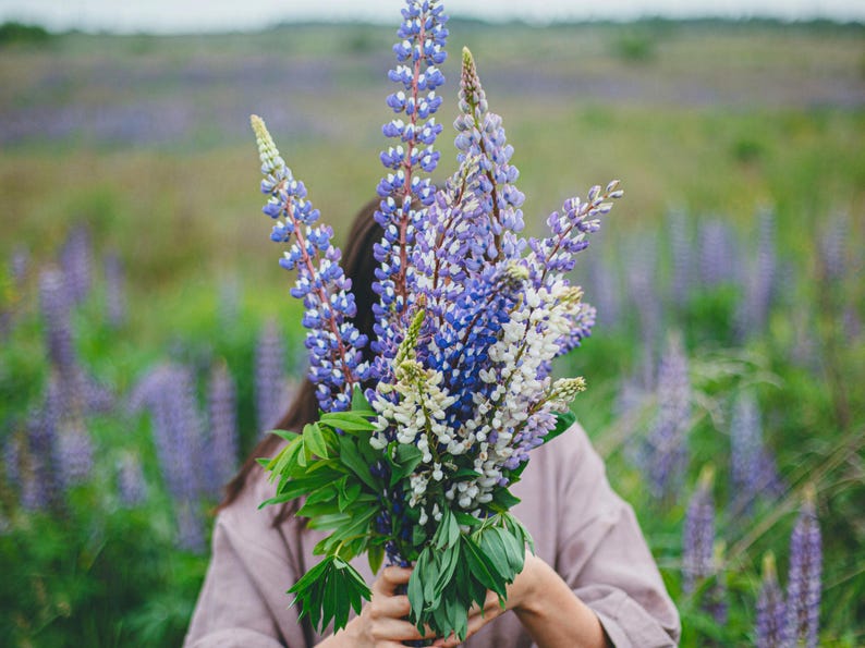 Izzie's Cut Flower Blend Heirloom Wildflower Seeds, Perennial & Annual Pollinator Mix image 10