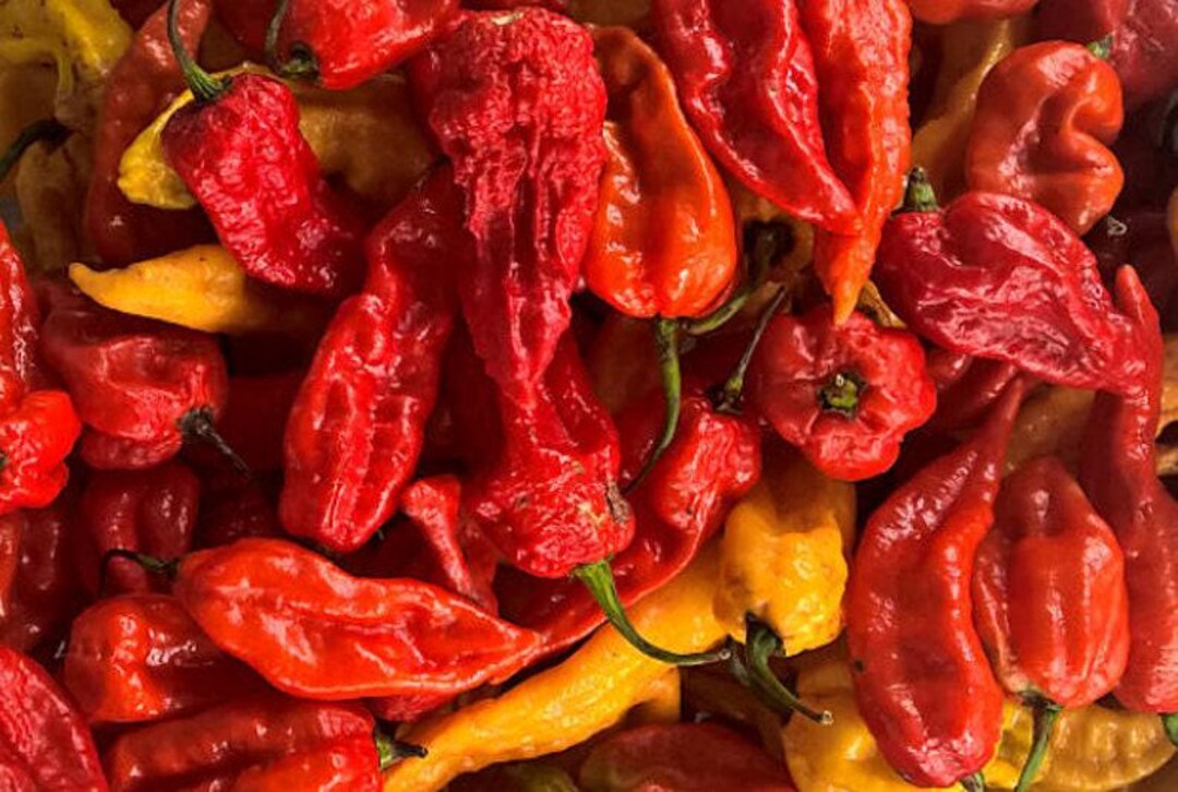 Ghost Bhut Jolokia Hot Pepper Heirloom Seeds - Etsy