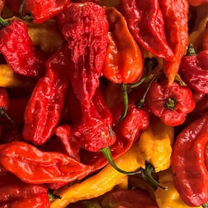 Ghost Bhut Jolokia Hot Pepper Heirloom Seeds