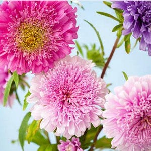 Powder Puff Aster Flower Seeds: Heirloom, Easy to Grow, Pollinator Friendly image 2