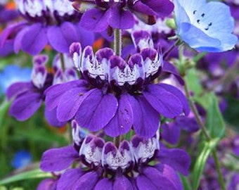 Heirloom Chinese Houses Flower Seed Garden Organic Wildflower Checkerspot Butterfly Host Collinsia Heterophylla Purple