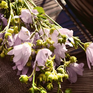 Marshmallow Medicinal Heirloom Herb Seeds